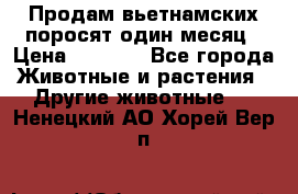 Продам вьетнамских поросят,один месяц › Цена ­ 3 000 - Все города Животные и растения » Другие животные   . Ненецкий АО,Хорей-Вер п.